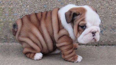 Cutest Bulldog Puppy In The World