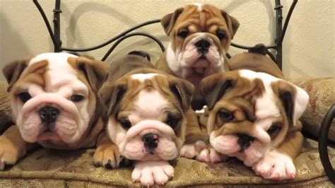 Cutest English Bulldog Puppies Ever