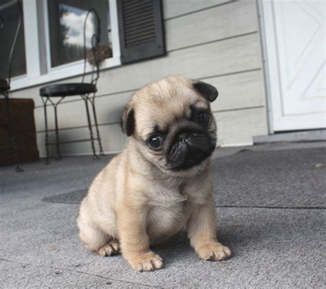 Cutest Pug Puppies In The World