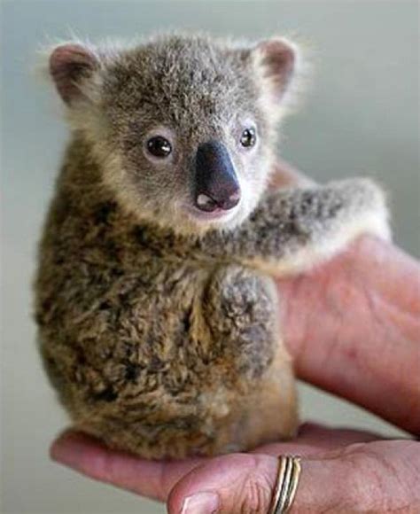 Cutest animal in the world. Things To Know About Cutest animal in the world. 