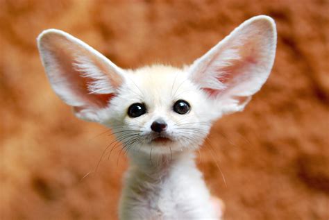 2. Fennec Fox. The word fox may conjure images of hungry packs of animals in your mind, but the Fennec Fox is far from it. It looks more like a cross between a cat …. 