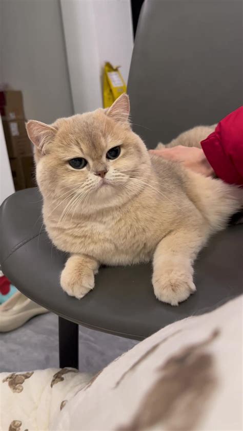 Cutie-Cat Onlyfans Leak (SEX) 🍆