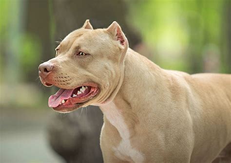 Cutting a pitbulls ears. Photo by Angela Cavina from Pexels – American pit bull get ear cropped. Health benefits of ears cropping in Pitbull: There are many reasons due to which people cut off their dog’s … 