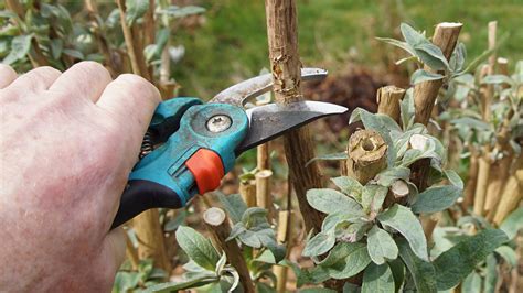 Cutting back butterfly bush. Bushes and shrubs should ideally be pruned every year. However, gardeners should take a three year approach to cutting back overgrown bushes and shrubs before pruning the entire plant annually. During the first year, remove one-third of the biggest and older branches starting at the bottom of the plant. Use a good pair of sharp … 