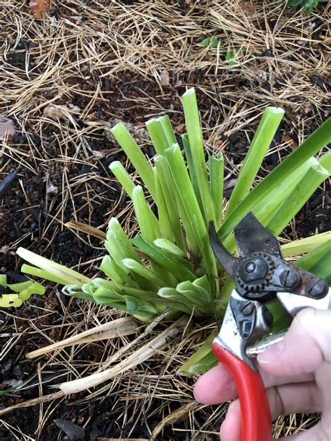 Cutting back daylilies in spring
