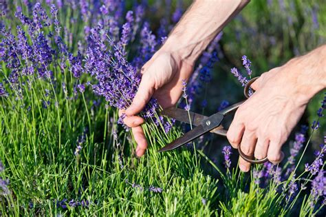 Cutting back lavender in spring