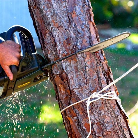 Cutting down a tree. Here are the most common, safe methods for fell cuts. The straight from behind cut is one straight cut about ⅔ of the way through the tree, almost meeting the directional notch, but not touching. Pull the chainsaw straight away towards your body to safely remove the blade and chain from the wood. 