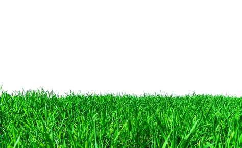 Cutting grass definition and meaning Collins English …