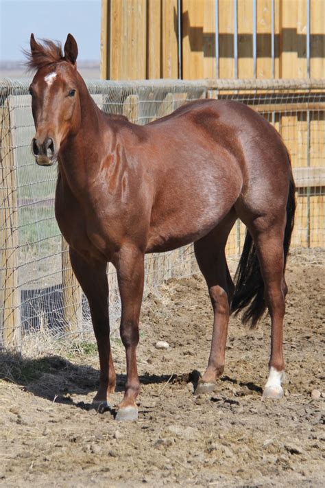 Colt. Color. Bay. Height (hh) 15.0. SOLD Wapuzzans Cougar Vanzii 2023 Bay Blanket Appaloosa Colt Homozygous W20 Splash White 1 DOB: 4/12/2023 Weaned, Vax’d, halter broke, leads and…. View Details. $7,500.. Cutting horses for sale