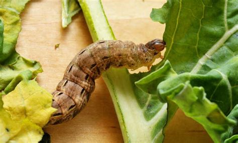 Cutworms: How To Destroy Noctuidae Caterpillars In Your Garden