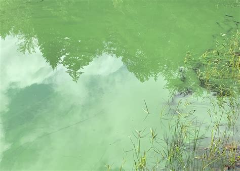 Cyanobacterial (Blue-Green Algal) Blooms: Tastes, Odors, …