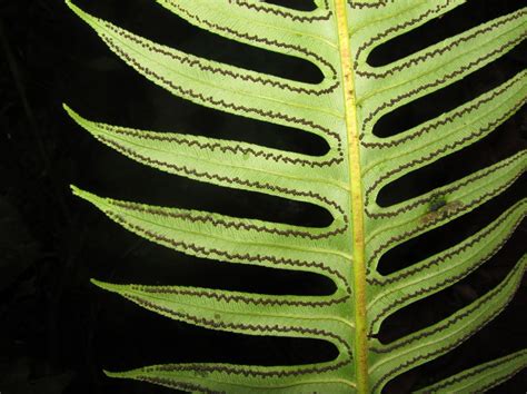 Cyathea horrida - Wikipedia