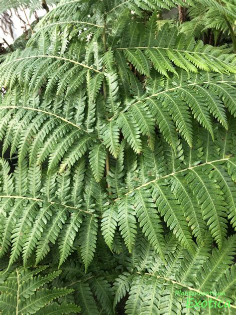 Cyathea sp. “orange Giant”.. Prothallia’s – Cyathea