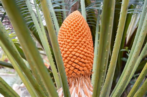 Cycad cones vary in size, with female cones ranging from <5 cm long to 1 m long, and weighing up to 40 kg. In certain species the cones are brightly coloured, possibly to attract animal pollinators and seed dispersers (Norstog and Nicholls, 1997 ).. 