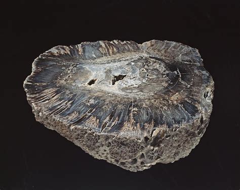 Cycad fossil. Plant fossils from Lower Permian strata of the southwestern United States have been interpreted as cycadalean megasporophylls. They are evidently descended from spermopterid elements of the Pennsylvanian Taeniopteris complex; thus the known fossil history of the cycads is extended from the Late Triassic into the late Paleozoic. 