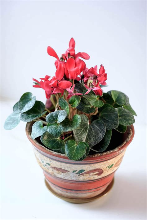 Cyclamen Care: Everything You Need to Know About Growing …