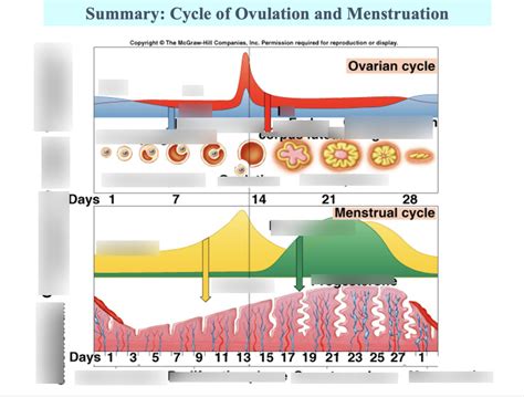 Cycle of Ovulation and Menstruation Diagram Quizlet