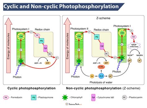 Cyclic and Non-cyclic Phosphorylation (Advanced)