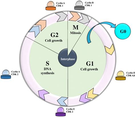 Cyclin d.  Precise control of cell cycle exit is vital during embryonic d...