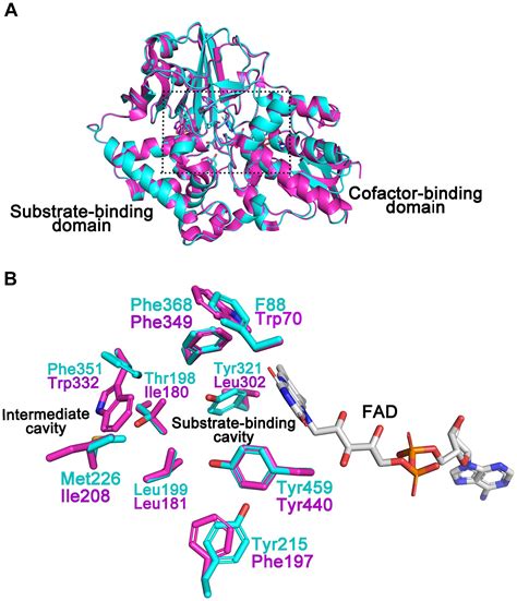 Cyclohexylamine oxidase - Wikipedia