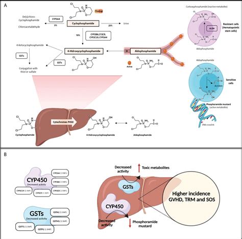 Cyclophosphamide for Hematopoietic Stem Cell …