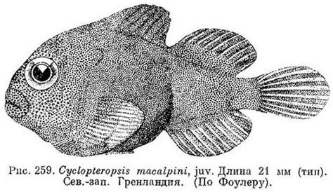 Cyclopteropsis - Wikipedia