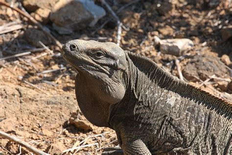 Cyclura pinguis. Things To Know About Cyclura pinguis. 