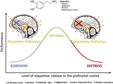Cymbalta dopamin