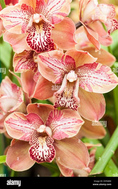 Cymbidium Medical United States