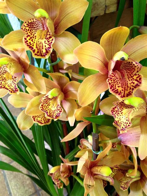 Cymbidium Orchid - CostcoCouple