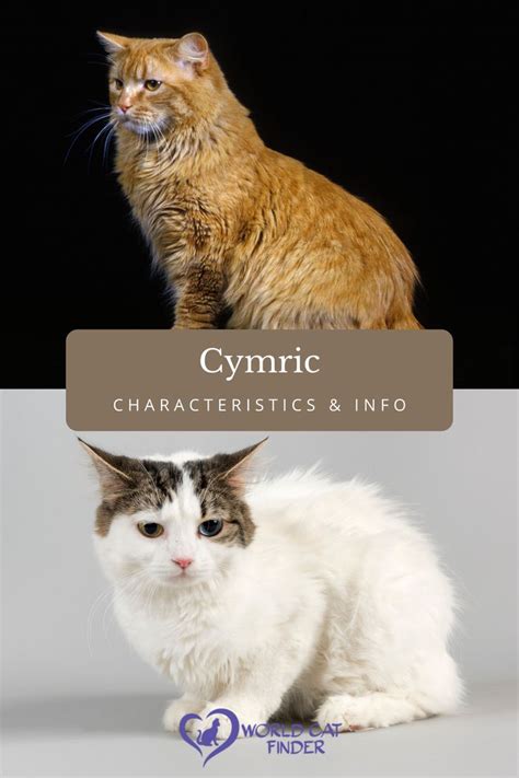 Cymric Cat Breed Information, Pictures, Characteristics …