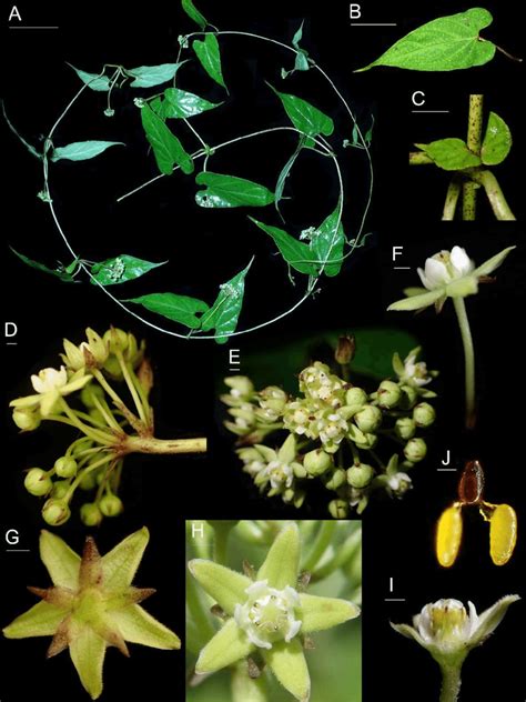 Cynanchum officinale. A. Fresh flowering specimen. B.