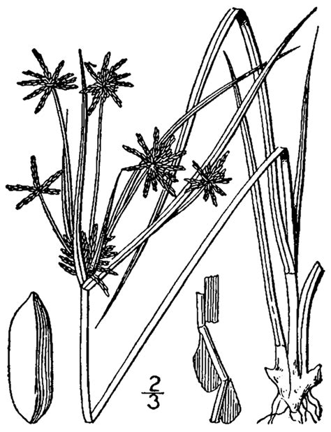 Cyperus grayi - Wikiwand