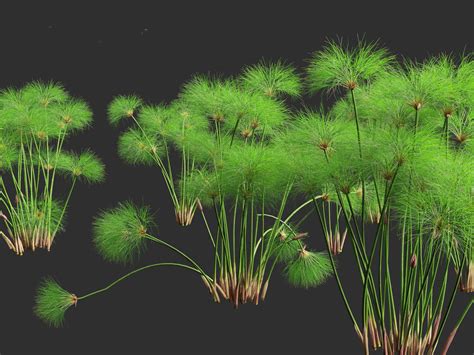 Cyperus