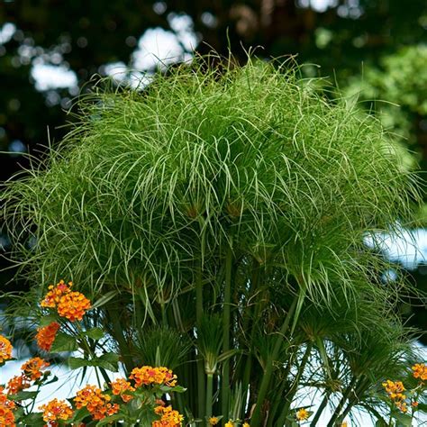 Cyperus papyrus KING TUT - Plant Finder - Missouri Botanical Garden