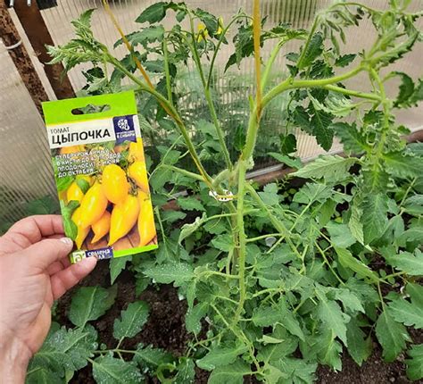 Cypochka Leaks 🍌 +18