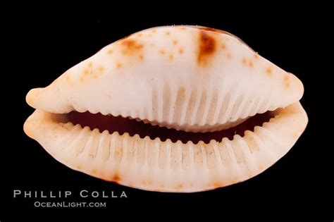 Cypraea stolida.jpg on JSTOR