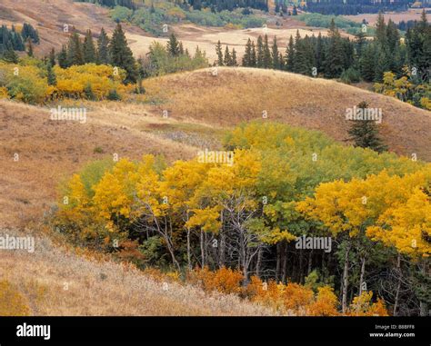 Cypress Hills Interprovincial Park Alberta Canada