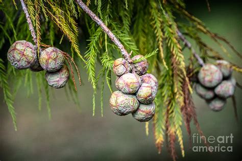 Cypress Tree Seeds