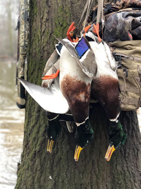 Cypress Crossing, Humphrey, Arkansas. 5,181 likes · 37 talking about this. Cypress Crossing Duck Club is located in the heart of the renowned Mississippi Flyway, near …. 
