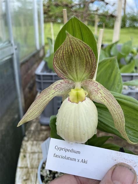 Cypripedium fasciolatum - OrchidRoots