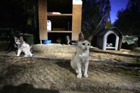 Cyprus allows human COVID-19 medications to be used against deadly virus mutation in cats