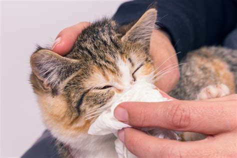 Cyprus allows human COVID-19 medications to be used on cats to fight deadly virus mutation