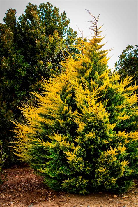 Cyprus fir