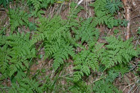 Cystopteris montana in Flora of North America @ efloras.org