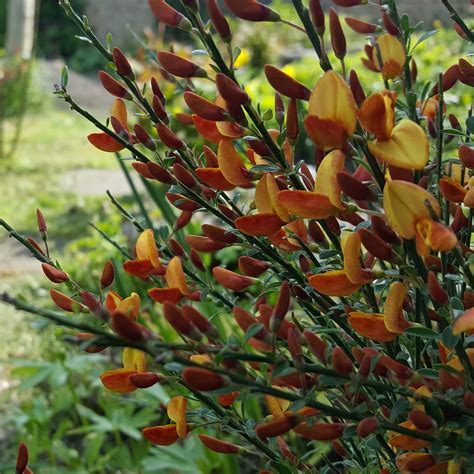 Cytisus - Gardenology.org - Plant Encyclopedia and Gardening wiki