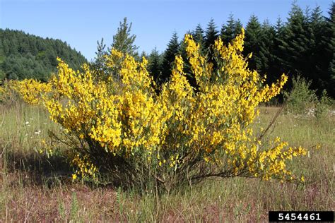 Cytisus Scoparius, Scotch Broom Heirloom & Perennial Ltd