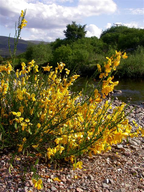 Cytisus scoparius (L.) Link — The Plant List