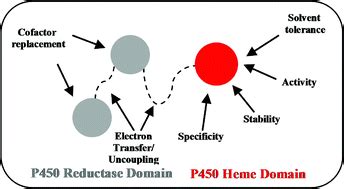 Cytochromes P450 as useful biocatalysts: addressing the …