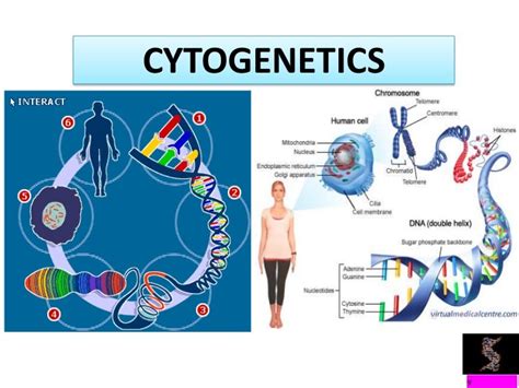 Cytogenetics 1 - SlideShare